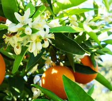 Load image into Gallery viewer, Tree with Orange Blossoms and Oranges

