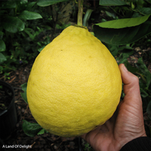 Load image into Gallery viewer, hand holding up Giant Ponderosa Lemon 
