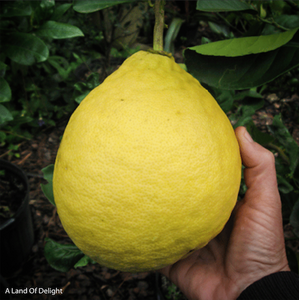 hand holding up Giant Ponderosa Lemon 