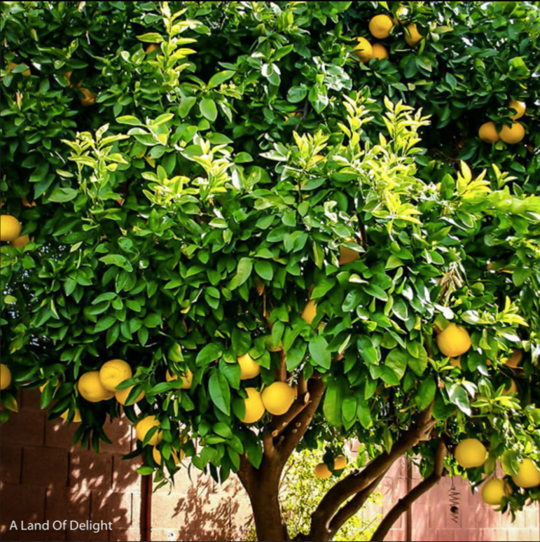 Full grown Ponderosa (Giant) Lemon Tree