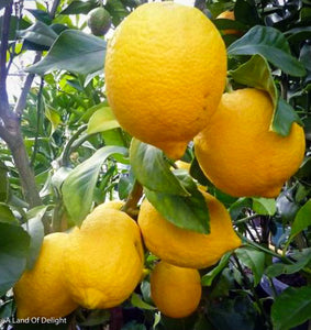 Ponderosa (Giant) Lemons Growing on Tree