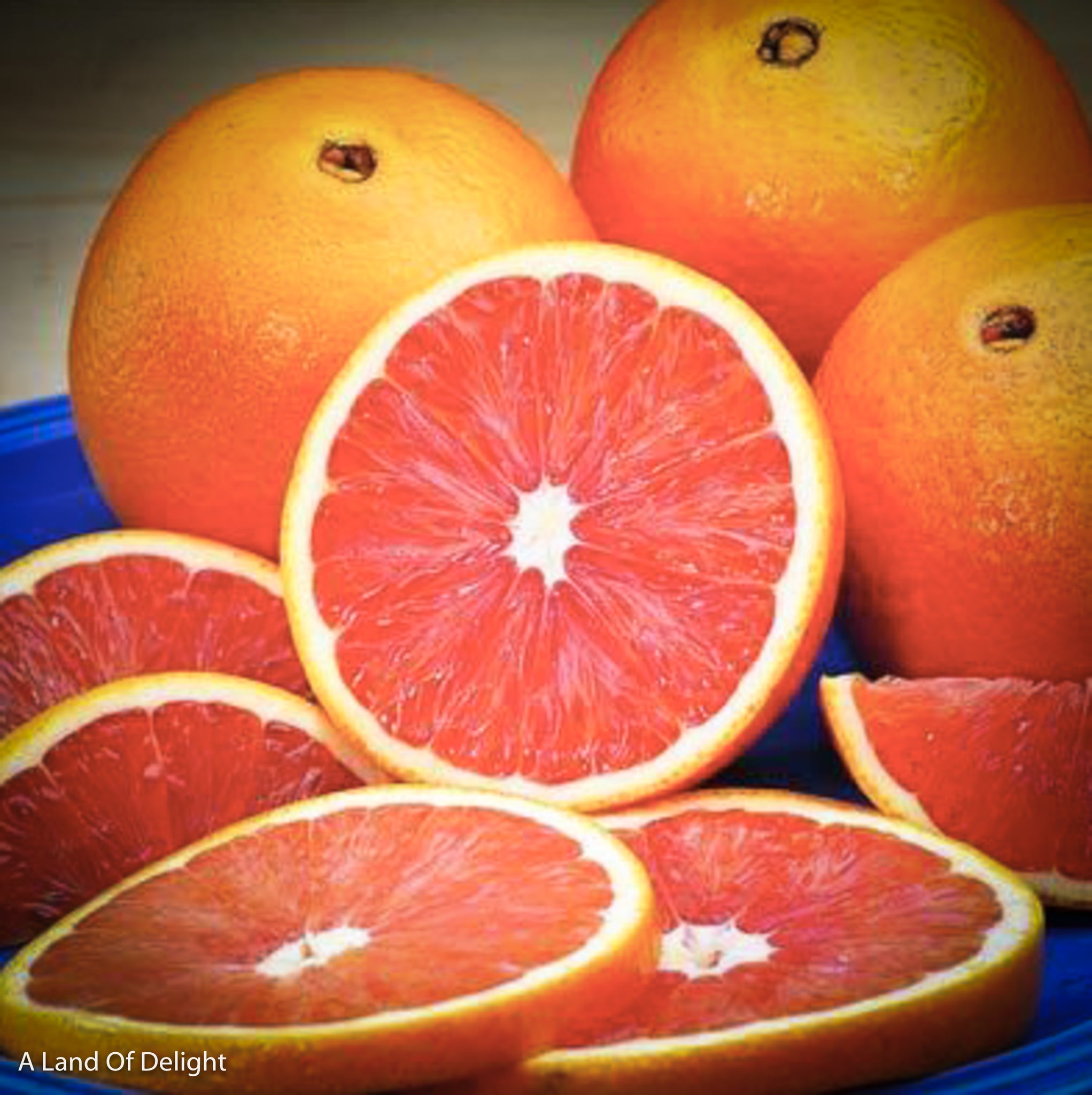 Navel Oranges(Choose a Size) – Lang Sun Country Groves