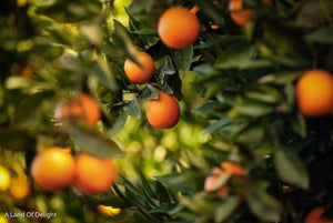Red Navel Orange Trees with Fruit