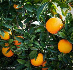 Red Navel Oranges Growing on Tree