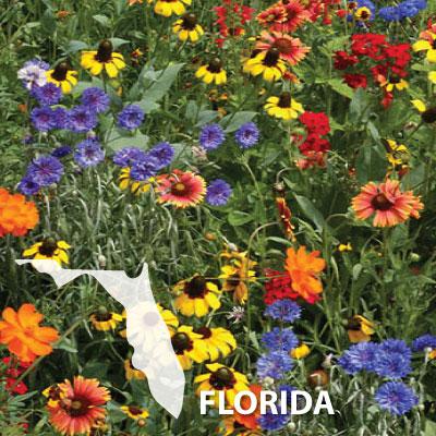 Florida Wildflowers in Field 