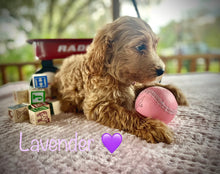 Load image into Gallery viewer, Labradoodle Puppies
