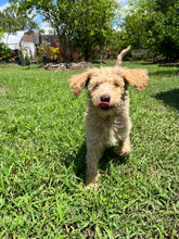 Load image into Gallery viewer, Labradoodle Puppies
