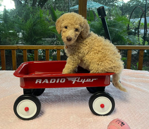 Labradoodle Puppies