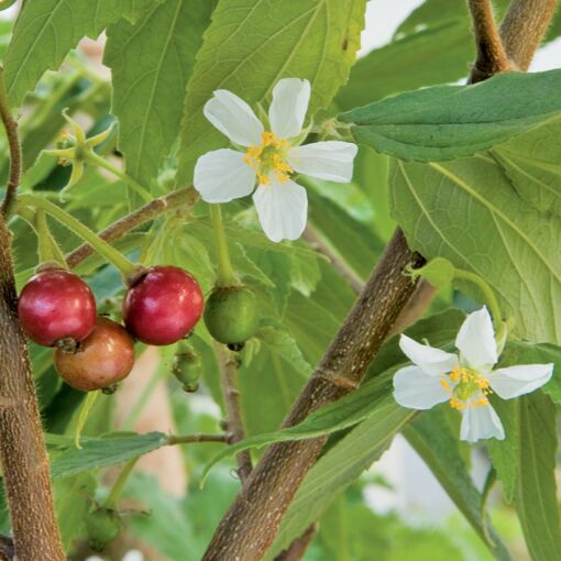Jamaican Cherry Tree (LOCAL PICKUP ONLY)