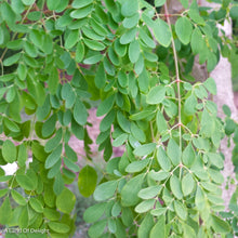Load image into Gallery viewer, Moringa Leaves
