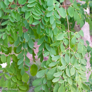 Moringa Leaves
